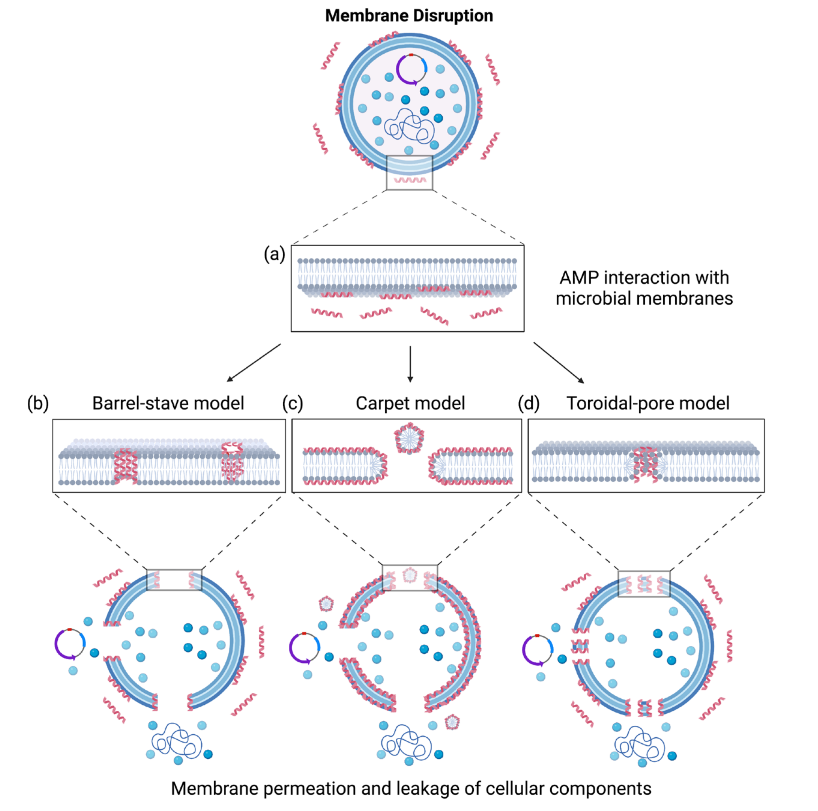Diagram of the barrel-stave, carpet, and toroidal-pore mechanisms by which antimicrobial peptides bind and disrupt bacterial membranes