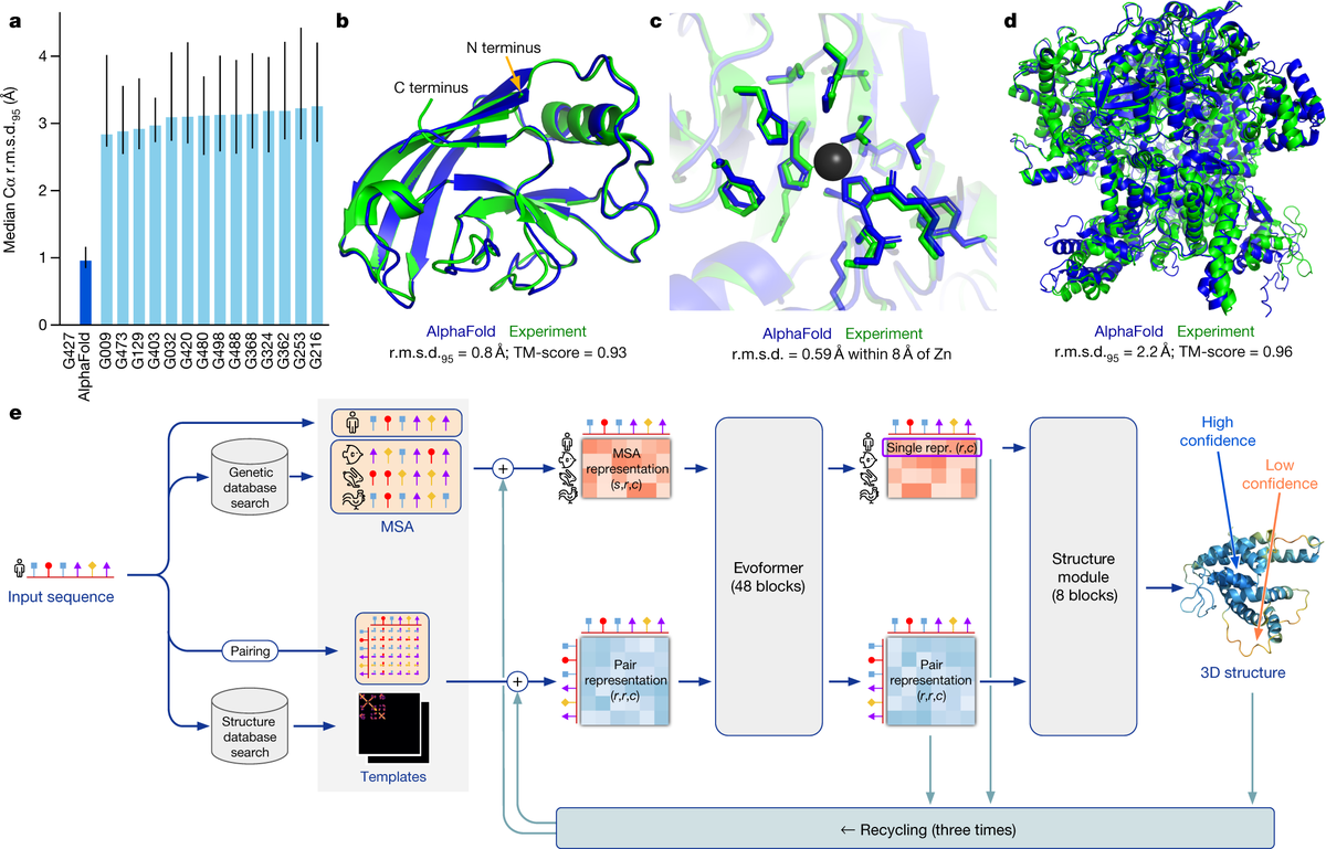 AlphaFold2 performance and architecture — (a) accuracy benchmark on CASP14, (b–d) superimposed comparison of AlphaFold predictions (blue) against experimental structures (green), (e) model architecture showing Evoformer blocks and Structure Module