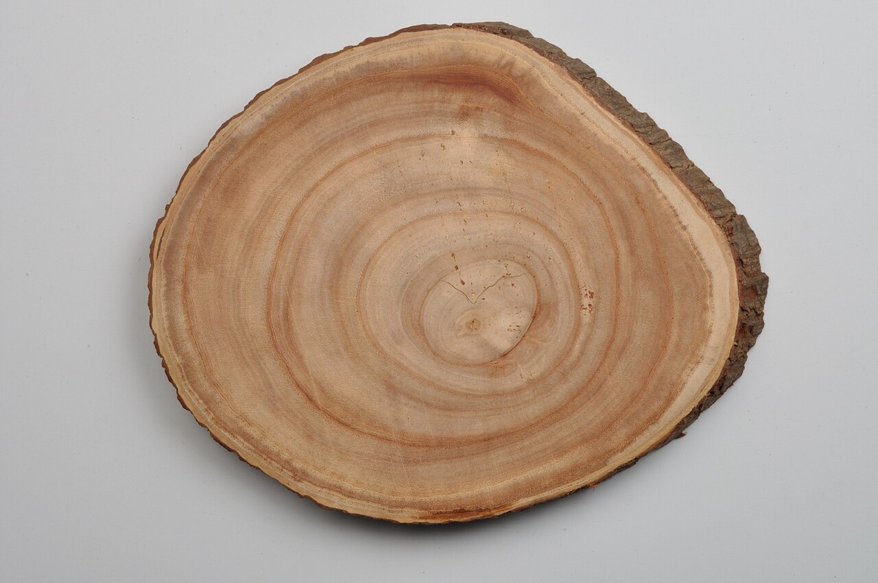 Cross section of a tree trunk showing growth rings — a metaphor for provenance accumulating beside the output, layer by layer