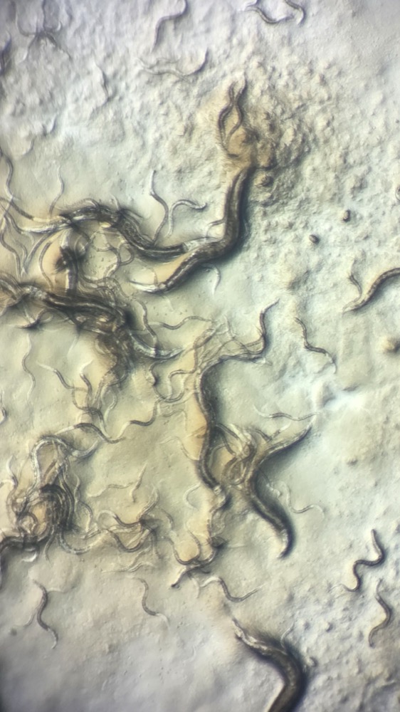 Multiple C. elegans nematodes seen under a light microscope