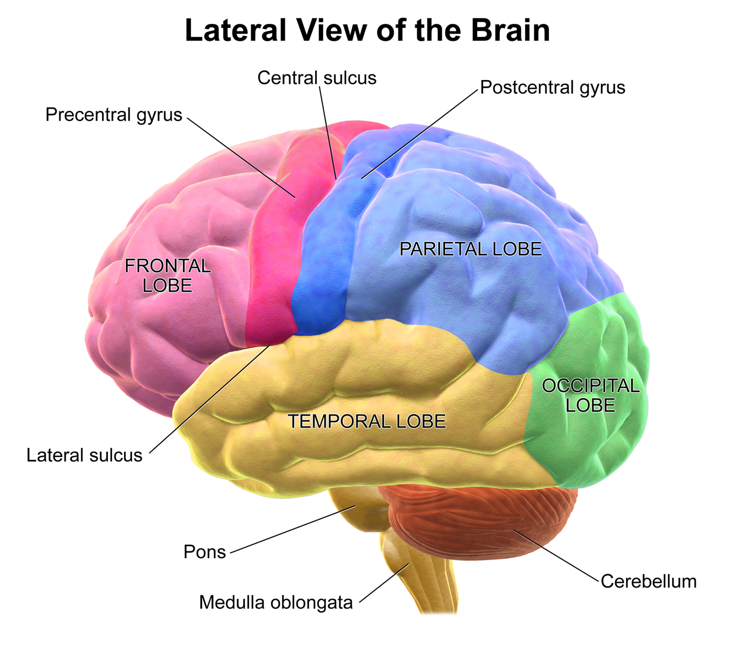 Lateral view of the human brain showing frontal, parietal, temporal and occipital lobes — the cortical structures Flourish aims to reverse-engineer