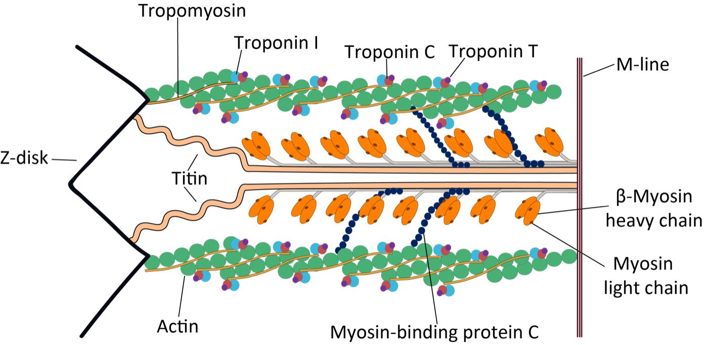 심장 근절 구조 도식 — 액틴 필라멘트를 따라 배치된 트로포닌 C·트로포닌 I·트로포닌 T 복합체와 칼슘 결합 부위를 보여주는 그림