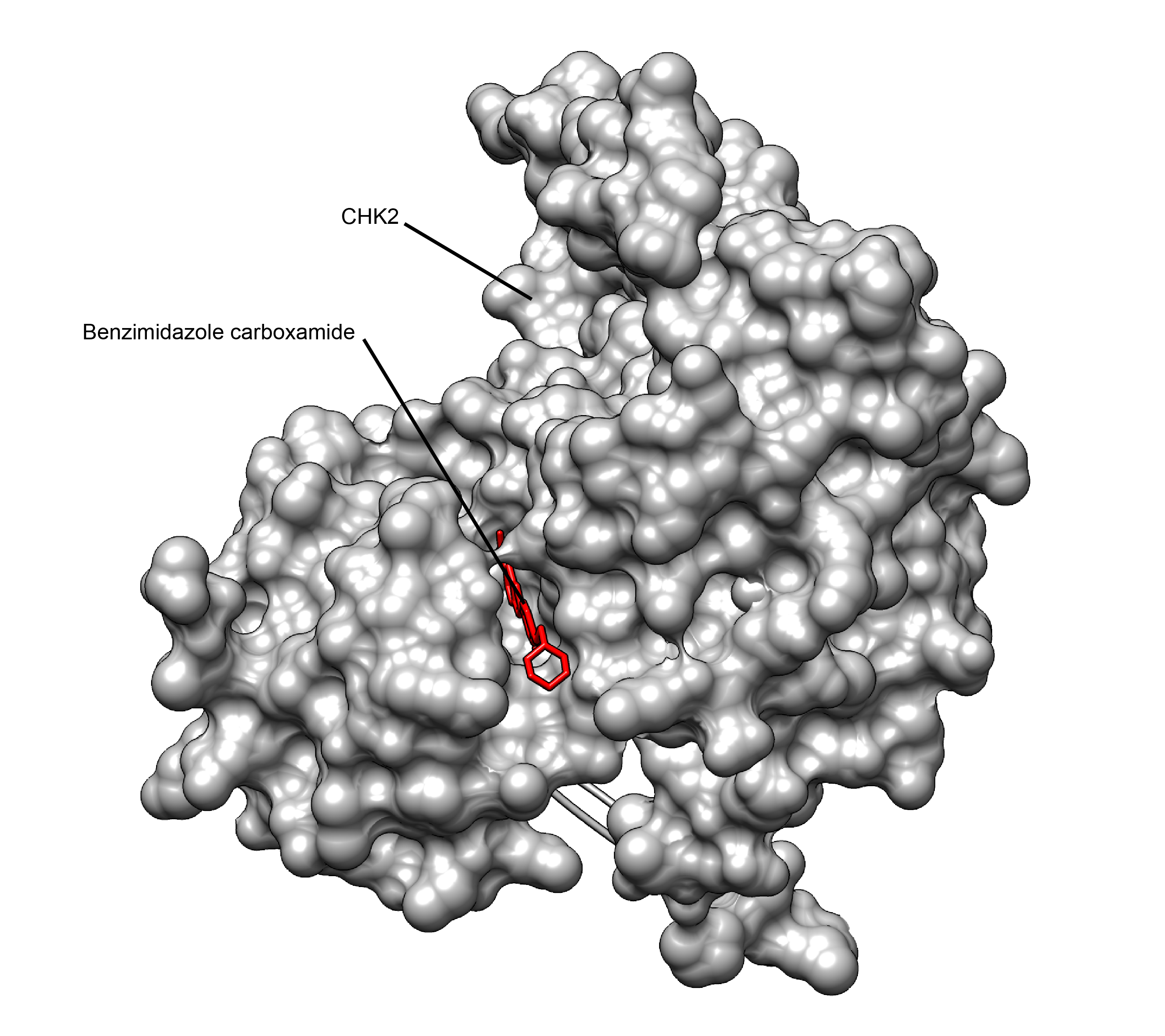 Rendering of a benzimidazole carboxamide inhibitor (red) docked in a binding pocket on the surface of the CHK2 protein