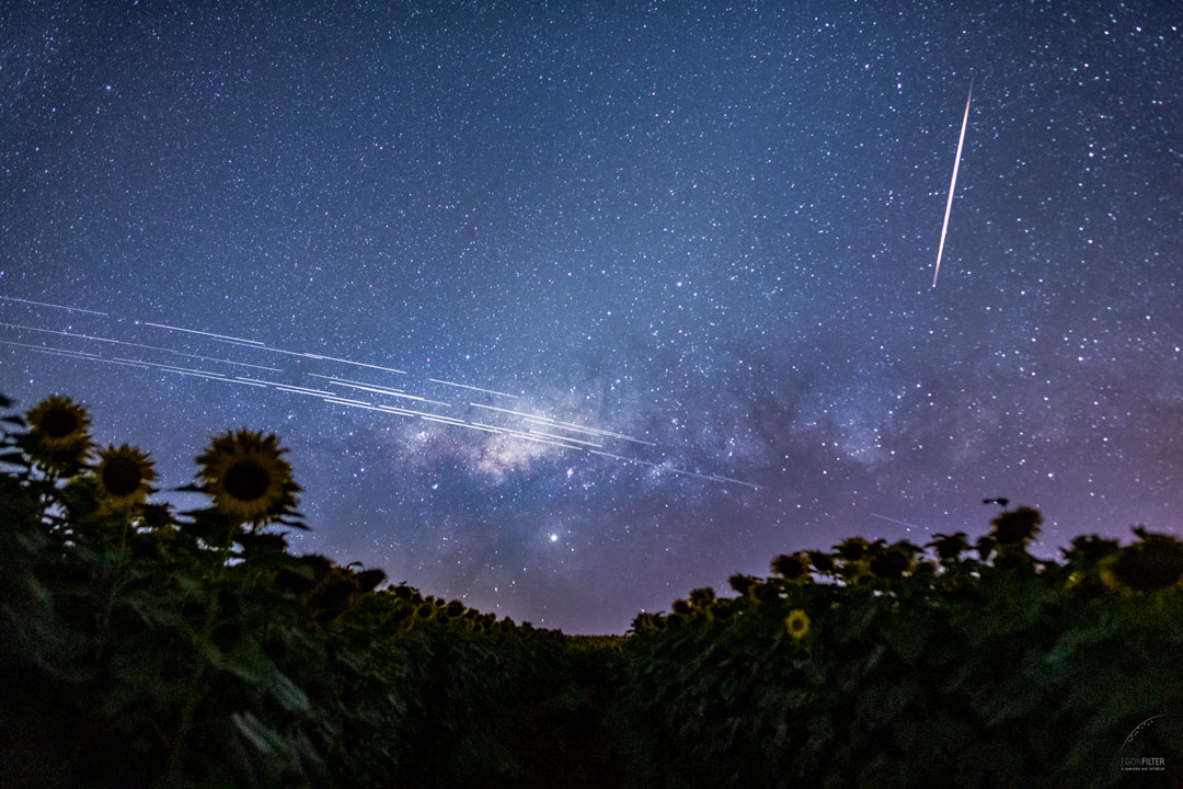 Multiple bright satellite trails crossing a night sky above a sunflower field, Milky Way in the background