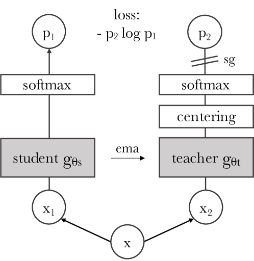 DINO self-distillation architecture — student and teacher network training structure
