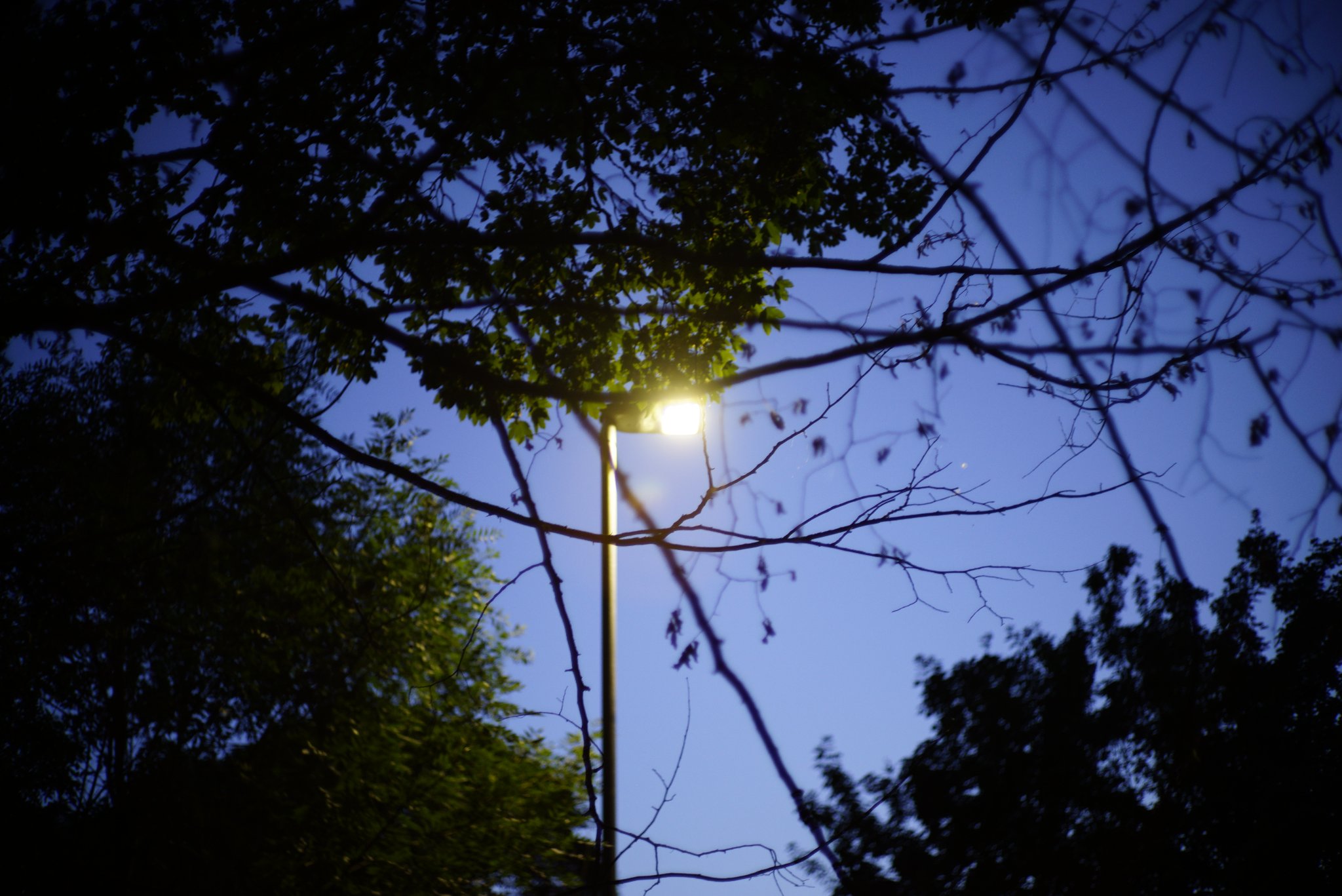 A streetlight at night — the streetlight effect metaphor: search happens where it is bright, and the dark is left untouched