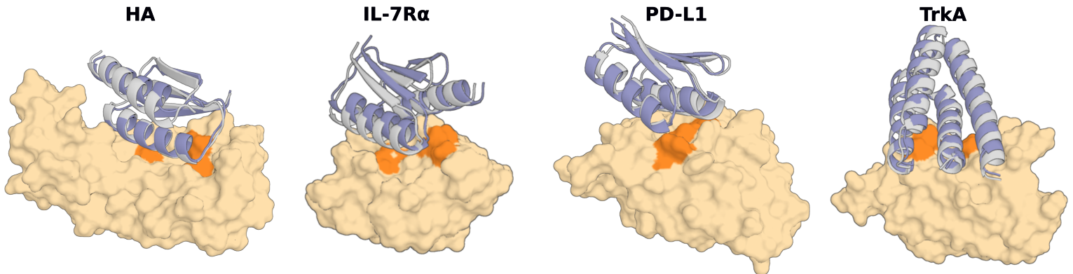 De novo designed protein binders from RFdiffusion — designed binders (blue helices) docking onto four target proteins (tan): HA (influenza hemagglutinin), IL-7Rα, PD-L1, and TrkA. Molecules that did not exist in nature, experimentally validated in vitro