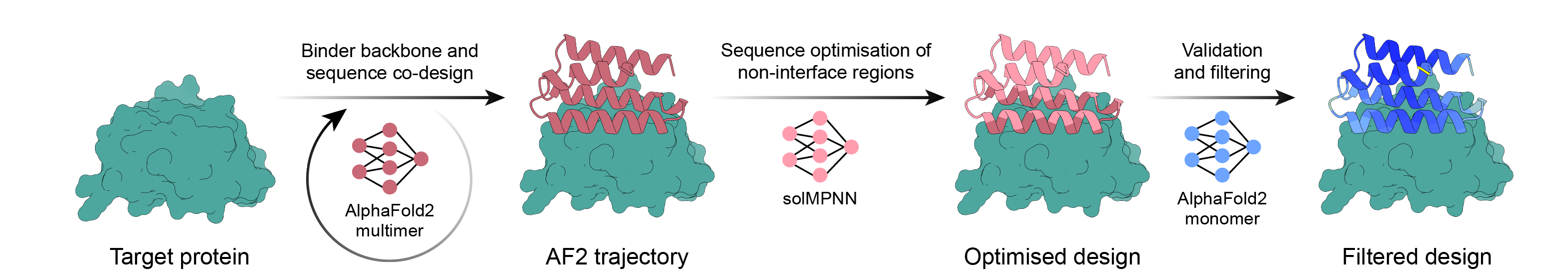 BindCraft pipeline overview — starting from a target protein, binder backbone and sequence are co-designed via AF2 trajectory, non-interface regions are optimized with solMPNN, then validated and filtered with AlphaFold2 monomer. Achieves tens-of-percent hit rates by reusing existing weights rather than training a new model