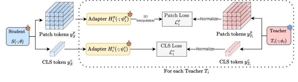 EUPE Stage 1 per-teacher distillation flow — each teacher (PEcore-G, PElang-G, DINOv3-H+) connects to the proxy via a 2-layer MLP adapter with separate loss for class and patch tokens