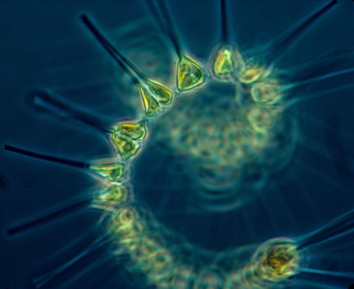 Plankton under the microscope — the food-web system on which IC² recovered all seven causal links