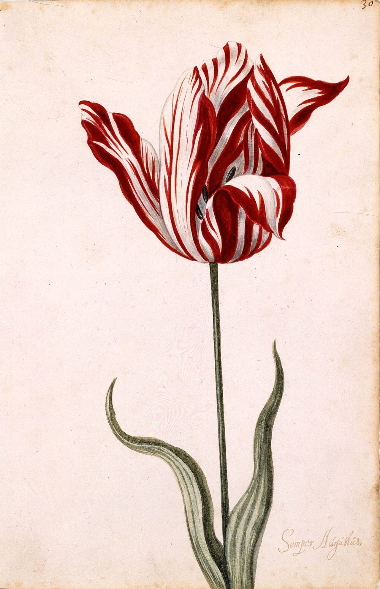 Semper Augustus tulip — the 17th-century Dutch tulip whose name became shorthand for the original speculative bubble, now invoked to describe Moltbook's acquisition