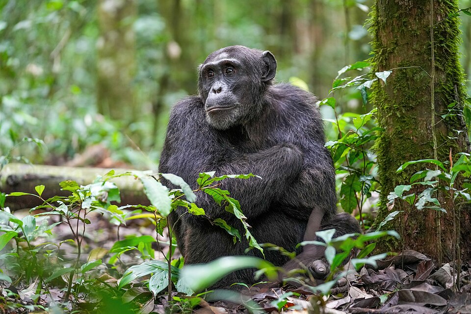 Alpha male chimpanzee in Uganda's Kibale National Park — the tropical rainforest habitat of the Ngogo community