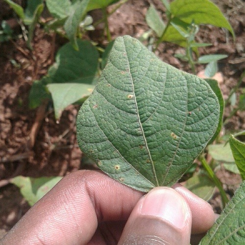 실제 beans 표본 183, 녹병으로 분류된 잎